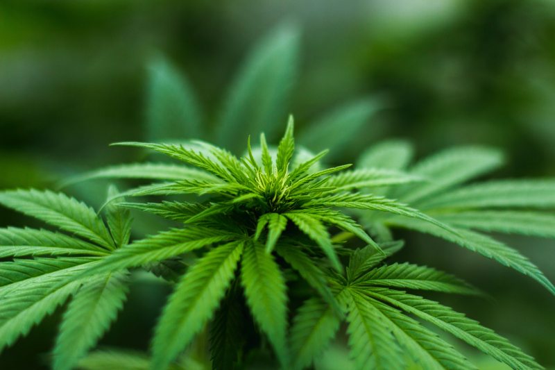 blur-cannabis-close-up-606506.jpg